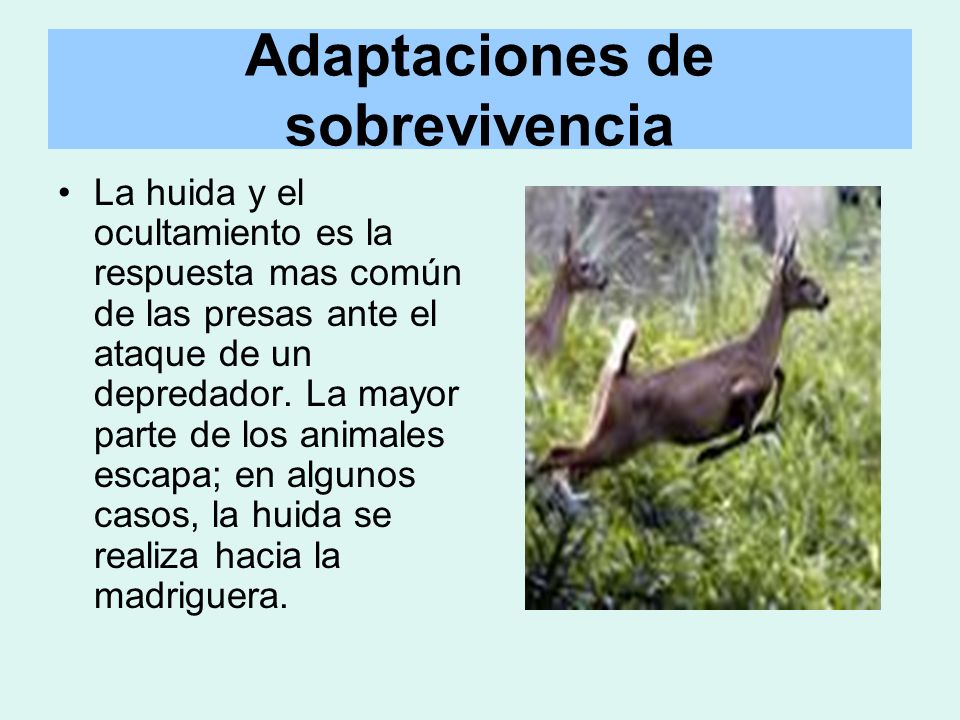 adaptaciones de animales depredadores adaptaciones de animales depredadores
